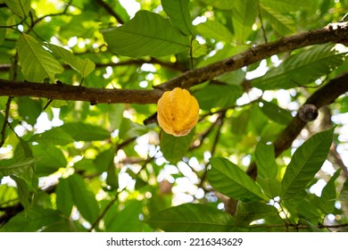 Cocoa Fruit On A Cocoa Tree On Blanfla Farm - Bouafle In Ivory Coast Of Tropical Rainforest