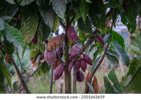 cocoa fruit that grows on the tree. Cocoa (Theobroma cacao L.) Cocoa beans produced by this plant are processed into a product known as chocolate.