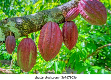 Cocoa fruit ( Theobroma cacao ) on a tree