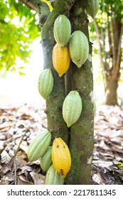 Cocoa Fruits On A Cocoa Tree At Blanfla Village Of Bouafle In Ivory Coast, The Tropical Rainforest