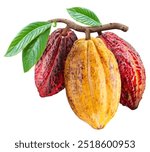 Cocoa fruits or cocoa pods on branch  with green leaves isolated on white background. Clipping path.