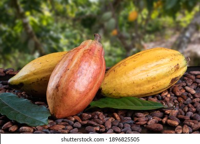Cocoa fruits and raw cocoa beans with defocused cocoa plantation in the background