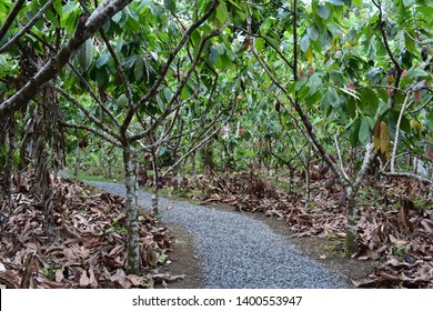 Cocoa Organic Farm In Costa Rica