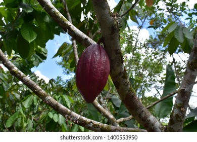 Cocoa Organic Farm In Costa Rica