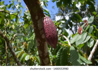 Cocoa Organic Farm In Costa Rica