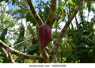 Cocoa Organic Farm In Costa Rica