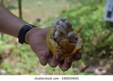 Cocoa Organic Farm In Costa Rica