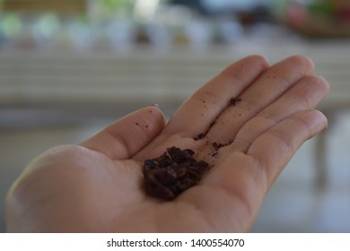 Cocoa Organic Farm In Costa Rica