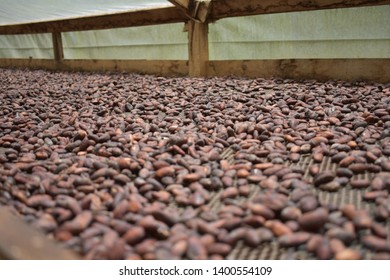 Cocoa Organic Farm In Costa Rica