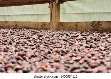 Cocoa Organic Farm In Costa Rica