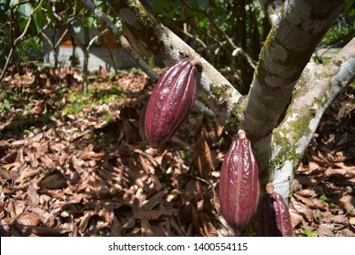 Cocoa Organic Farm In Costa Rica