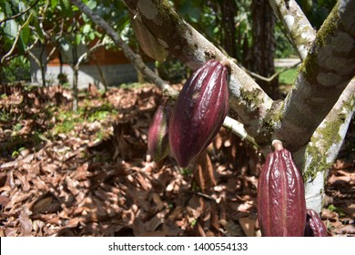 Cocoa Organic Farm In Costa Rica