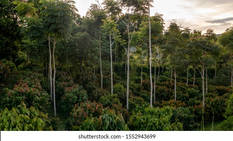 Cocoa Plantation At Sunset In Quindío, Colombia