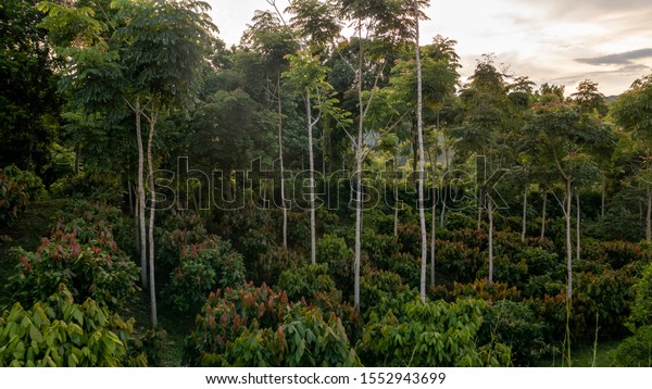 Cocoa\
plantation at sunset in Quindío,\
Colombia