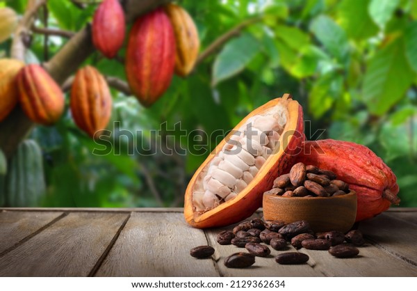 Cocoa pod and beans on wooden table with\
cocoa plantation\
background.