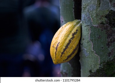 Cocoa Pod In A Cocoa Farm In Ghana.