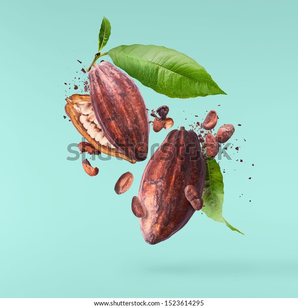 Cocoa pod fling in the air. Cracked and whole\
cocoa pod and beans levitate on turquoise background. High\
resolution image. Levitation\
concept.