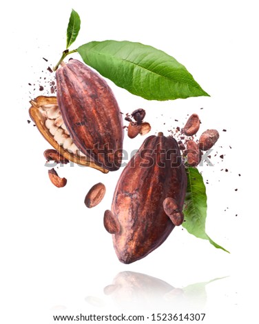 Cocoa pod flying in the air. Cracked and whole cocoa pod and beans levitate on white background. High resolution image. Levitation concept.