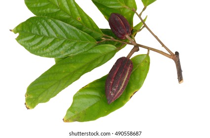 
Cocoa pod and cocoa leaves on a white background.
