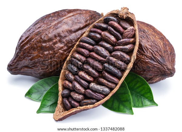 Cocoa Pods Cocoa Beans Chocolate Basis Stock Photo 1337482088 ...