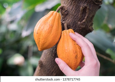 Cocoa Pods Growing On Tree - Hand Holding And Harvesting Cacao Beans For Making Chocolate - The World Leders In Production In 2017 Was Ivory Coast, Ghana & Indonesia.