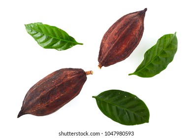 Cocoa pods with Cocoa leaf on a white background