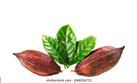 Cocoa Pods With Cocoa Leaf On A White Background