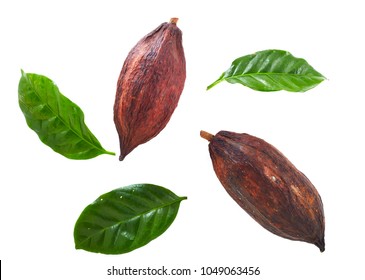 Cocoa pods with Cocoa leaf on a white background - Shutterstock ID 1049063456
