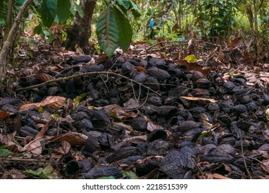 Cocoa Residue, Cocoa Husk In Brazilian Farm