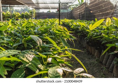 Cocoa Seedlings Growing On The Farm