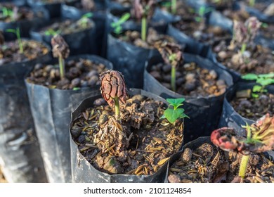 Cocoa Seedlings On Cacao Farm Stock Photo 2101124854 | Shutterstock