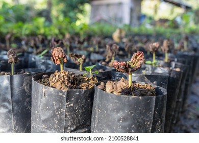 Cocoa Seedlings On Farm Stock Photo 2100528841 | Shutterstock