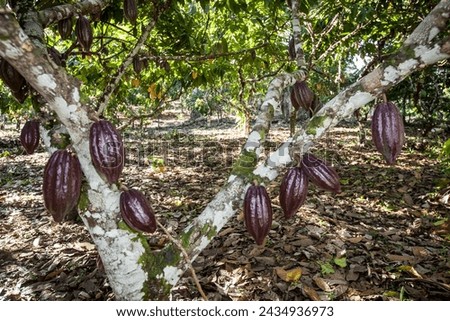 The Cocoa tourist route in Bahia, passing through the Ilheus and Itacare region. Cocoa culture in the southern region of the state is characterized by a strong cultivation of the fruit..