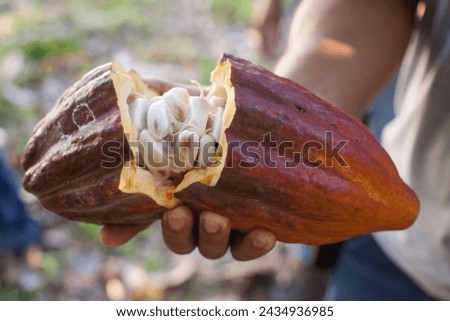 The Cocoa tourist route in Bahia, passing through the Ilheus and Itacare region. Cocoa culture in the southern region of the state is characterized by a strong cultivation of the fruit..