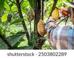 
Cocoa is a tree cultivated on plantations that originates from South America, but is now grown in various tropical regions. The cocoa beans produced by this plant are processed into a product known a