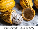 
Cocoa is a tree cultivated on plantations that originates from South America, but is now grown in various tropical regions. The cocoa beans produced by this plant are processed into a product known a