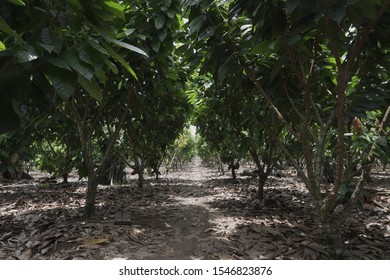 Cocoa Tree In The Field