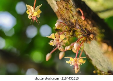 cocoa tree, flowers and fruits for the manufacture of chocolate - Shutterstock ID 2184431815