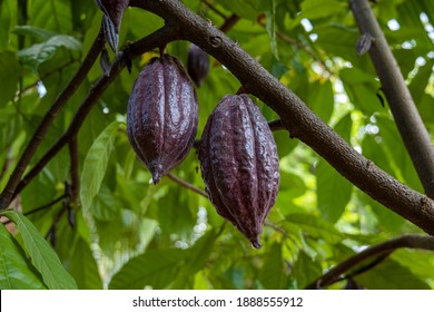 The cocoa tree with fruits. Yellow and green Cocoa pods grow on the tree, cacao plantation in Thailand, Cocoa fruit hanging on the tree in the rainy season, Cacao Tree. Organic fruit pods in nature. - Shutterstock ID 1888555912