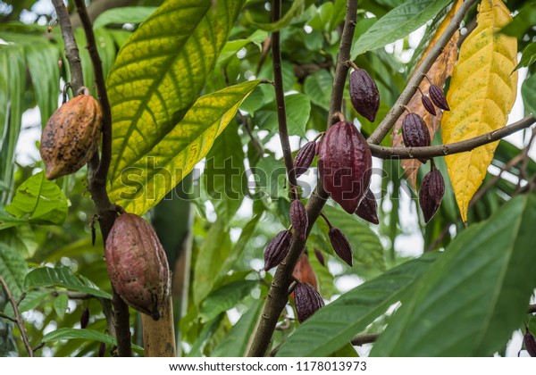 果実の入ったココアの木 黄色と緑のココアのさやは タイ ナン村のカカオ農園で 木の上に生えている の写真素材 今すぐ編集