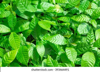 Cocoa tree leaves green background