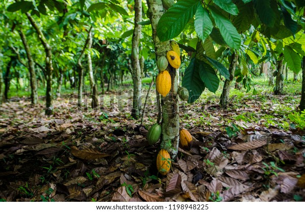ガーナ東部のアキム タフォ州ココア農園で黄色い莢を持つココアの木 の写真素材 今すぐ編集