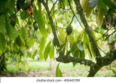 Cocoa Trees On A Plantation In Africa 