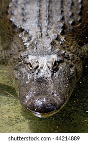 Cocodrile