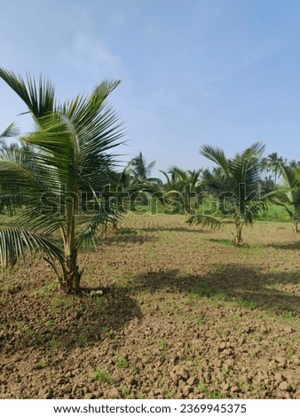 coconunet,coconut tree,coconut,how to grow coconut tree at home,grow coconut tree,grafting coconut tree,how to grow coconut tree,tree,