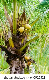 coconut