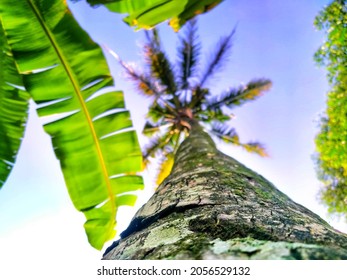 Coconut Big Tree Trunk Show From Shot From Below