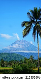 Coconut Climber Facing Mount Semeru Lumajang