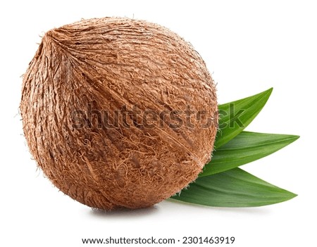 Coconut Clipping Path. Ripe whole coconut with green leaf isolated on white background. Coconut macro studio photo.