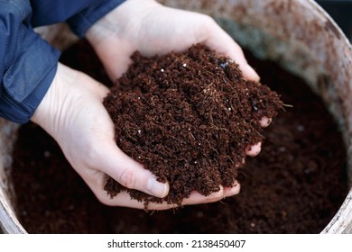 coconut coir compost sustanable potting up meadia in gardener hands - Shutterstock ID 2138450407